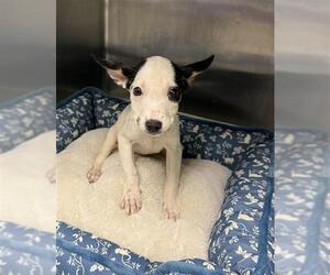 Rat Terrier-Unknown Mix Dogs for adoption in Rosenberg, TX, USA