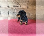 Small #10 Dachshund