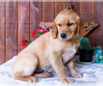 Puppy Lilac Golden Retriever
