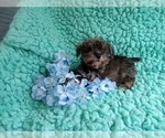 Small Photo #3 Shih Tzu Puppy For Sale in LAUREL, MS, USA
