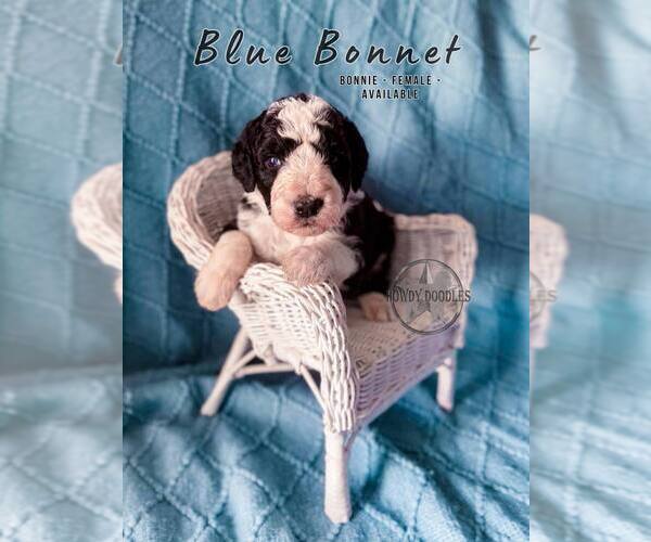 Medium Photo #22 Bordoodle Puppy For Sale in ELIZABETH CITY, NC, USA