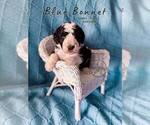 Small Photo #22 Bordoodle Puppy For Sale in ELIZABETH CITY, NC, USA