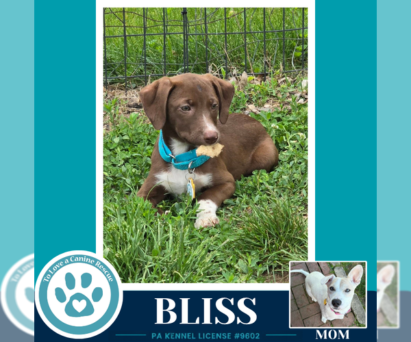 Medium Photo #1 Labrador Retriever-Unknown Mix Puppy For Sale in Kimberton, PA, USA