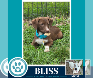 Labrador Retriever-Unknown Mix Dogs for adoption in Kimberton, PA, USA