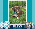 Small Labrador Retriever Mix