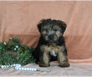 Yorkshire Terrier Puppy for sale in BALTIC, OH, USA