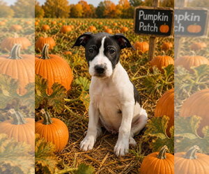 Mutt Dogs for adoption in Southbury, CT, USA