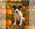 Teton ~ meet me! - Male Mutt Dog for Adoption - Small photo