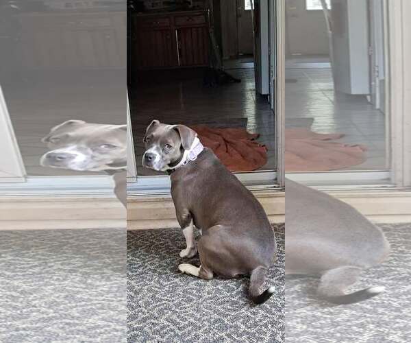 Medium Photo #2 American Pit Bull Terrier-Unknown Mix Puppy For Sale in pomfret, CT, USA