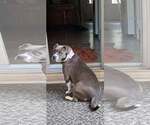 Small #1 American Pit Bull Terrier Mix