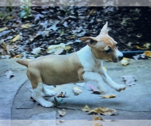 Rat Terrier Puppy for sale in CUMMING, GA, USA