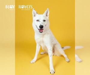 Border Collie-Siberian Husky Mix Dogs for adoption in West Valley, UT, USA