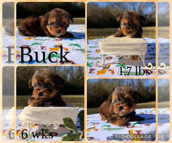 Medium Photo #1 Yorkshire Terrier Puppy For Sale in NACOGDOCHES, TX, USA