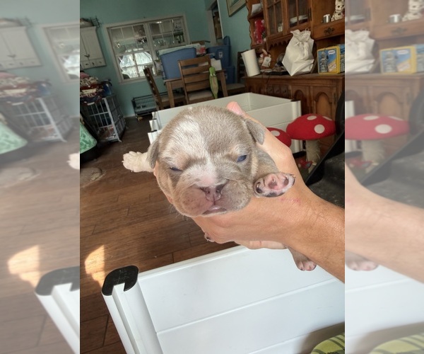 Medium Photo #16 English Bulldog Puppy For Sale in OZARK, AL, USA
