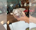 Small Photo #16 English Bulldog Puppy For Sale in OZARK, AL, USA