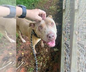 American Pit Bull Terrier Dogs for adoption in Charlotte, NC, USA