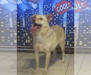 Labrador Retriever-Unknown Mix Dogs for adoption in Carrollton, TX, USA