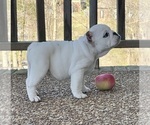Small Photo #4 English Bulldog Puppy For Sale in COLUMBIA, TN, USA