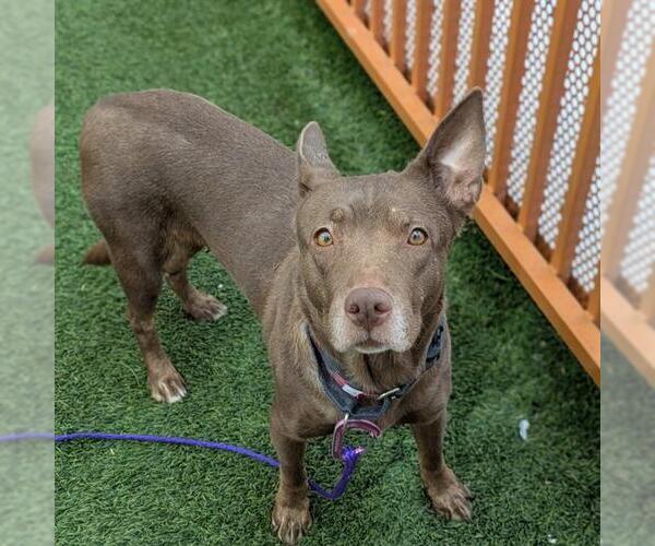Medium Photo #2 Australian Kelpie-Unknown Mix Puppy For Sale in Las Vegas, NV, USA