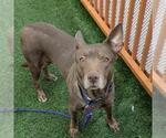 Small #1 Australian Kelpie Mix