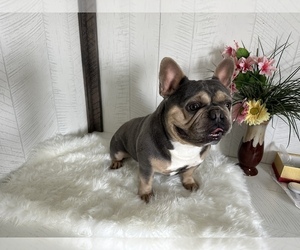 Father of the French Bulldog puppies born on 05/22/2023