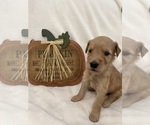 Small Photo #8 Goldendoodle Puppy For Sale in MODESTO, CA, USA