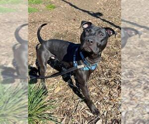 Labrador Retriever-Unknown Mix Dogs for adoption in Waterford, VA, USA