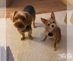 Small Photo #10 Chihuahua-Unknown Mix Puppy For Sale in Washington, DC, USA