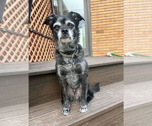 Border Terrier-Pug Mix Dogs for adoption in Salt Lake City, UT, USA