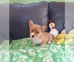 Small #25 Pembroke Welsh Corgi
