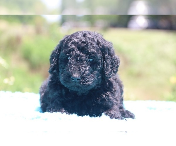 Medium Photo #26 Poodle (Standard) Puppy For Sale in UNION CITY, TN, USA