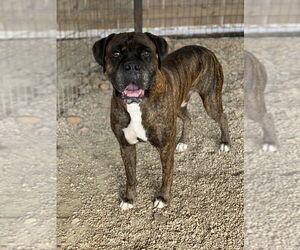 Boxer Dogs for adoption in Austin, TX, USA