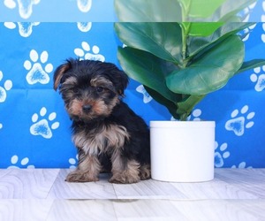 Yorkshire Terrier Puppy for sale in MARIETTA, GA, USA