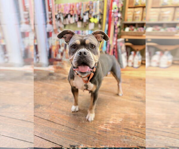 Medium Photo #2 Bulldog-Unknown Mix Puppy For Sale in Chester, NJ, USA