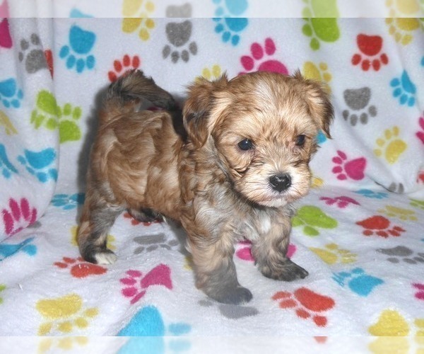 Medium Photo #4 Morkie Puppy For Sale in ORO VALLEY, AZ, USA