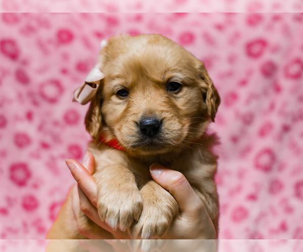 Medium Photo #2 Golden Retriever Puppy For Sale in LIBERTY, KY, USA