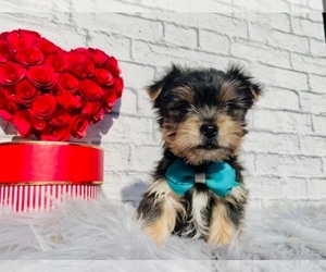 Yorkshire Terrier Puppy for sale in INDIANAPOLIS, IN, USA