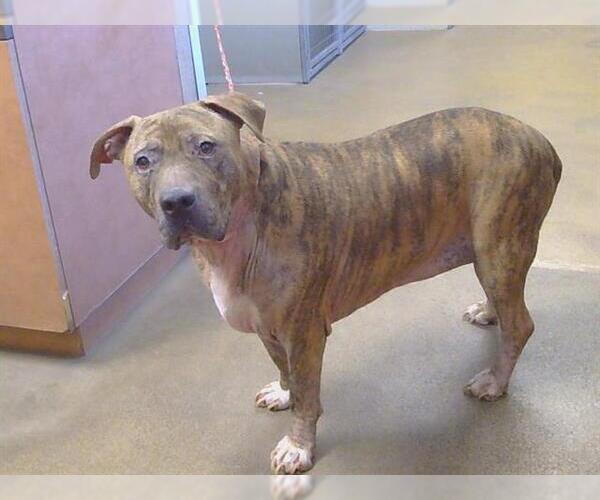 Medium Photo #1 Mutt Puppy For Sale in Sacramento, CA, USA