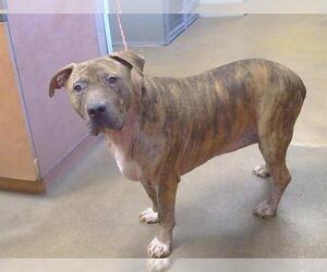 Mutt Dogs for adoption in Sacramento, CA, USA