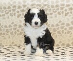 Small #2 Miniature Bernedoodle
