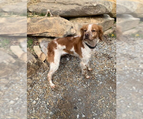 Medium Photo #2 Brittany Puppy For Sale in Curwensville, PA, USA