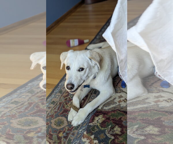 Medium Photo #2 Labrador Retriever-Unknown Mix Puppy For Sale in Plainfield, IL, USA
