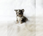 Small #6 Chihuahua