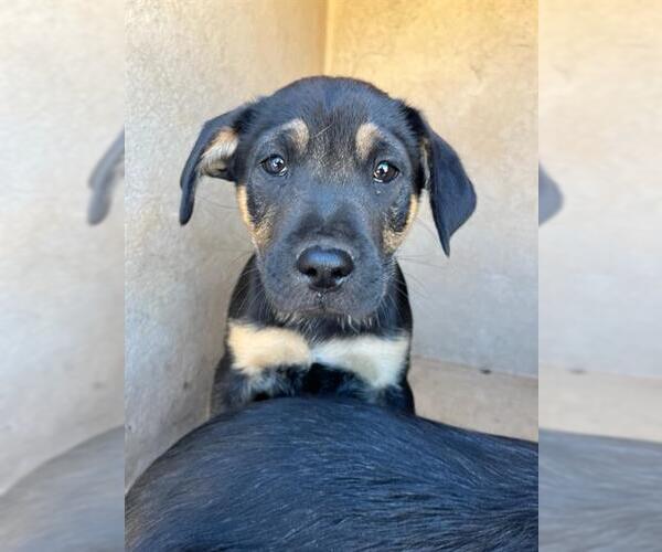 Medium Photo #1 Mutt Puppy For Sale in Oklahoma City, OK, USA