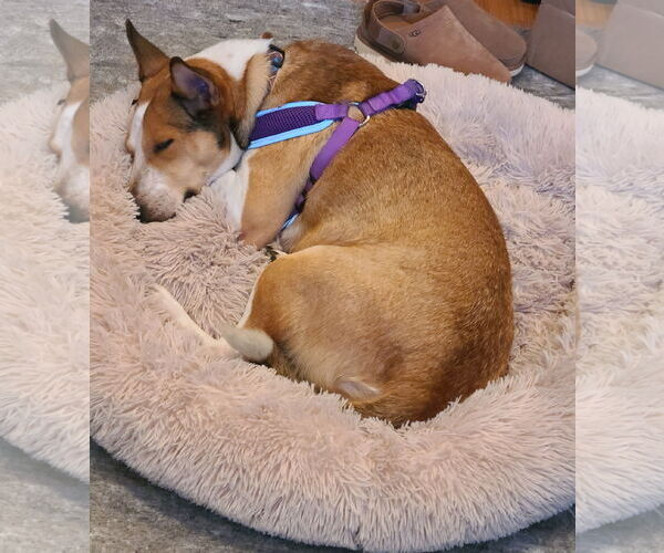 Medium Photo #7 Basenji-Unknown Mix Puppy For Sale in Minneapolis, MN, USA
