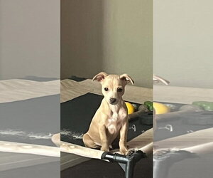 Stuart - Male Chihuahua Dog for Adoption - Photo #2