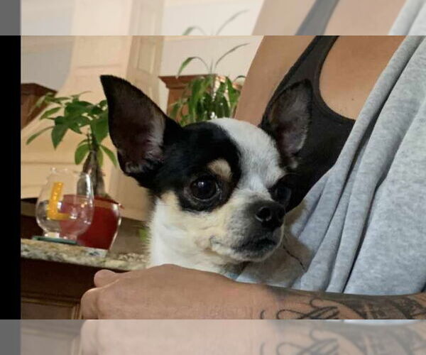 Medium Photo #14 Chihuahua-Unknown Mix Puppy For Sale in Princeton, MN, USA