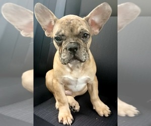 French Bulldog Puppy for sale in TAMPA, FL, USA
