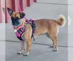 Small #5 Pug Mix