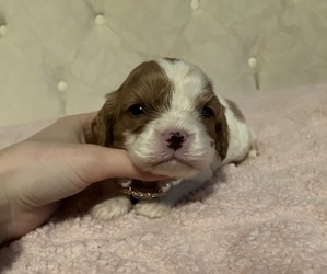 Cavalier King Charles Spaniel Puppy for sale in ELIZABETHTON, TN, USA
